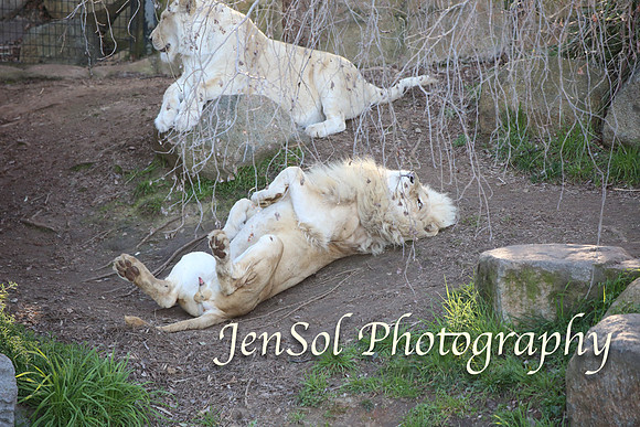 CanberraZooAug17-0297