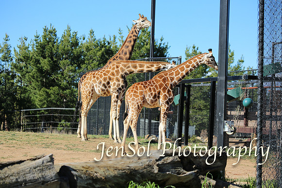 CanberraZooAug17-0134