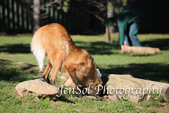 CanberraZooAug17-0159