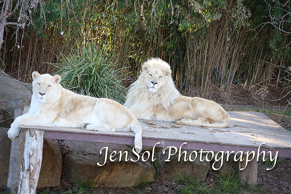 CanberraZooAug17-0220