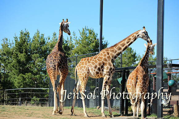 CanberraZooAug17-0137