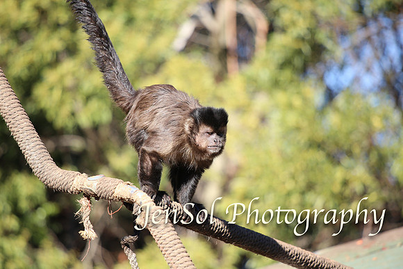 CanberraZooAug17-0226