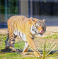 CanberraZooAug17-0050