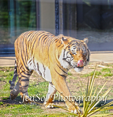 CanberraZooAug17-0050