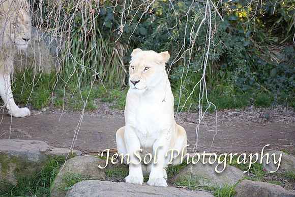 CanberraZooAug17-0299