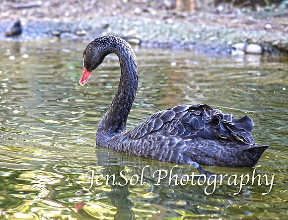 CanberraZooAug17-0037