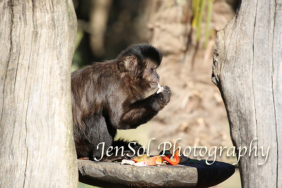 CanberraZooAug17-0257