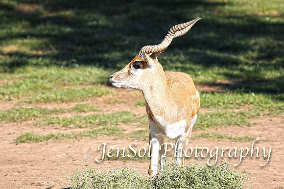 CanberraZooAug17-0163