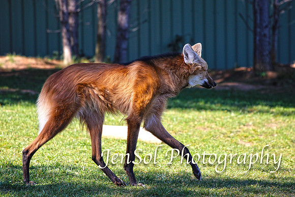 CanberraZooAug17-0148