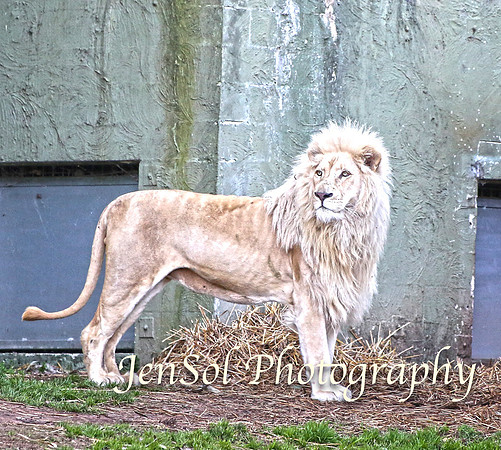 CanberraZooAug17-0313