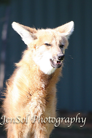 CanberraZooAug17-0155