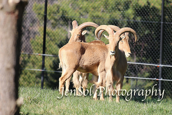CanberraZooAug17-0141