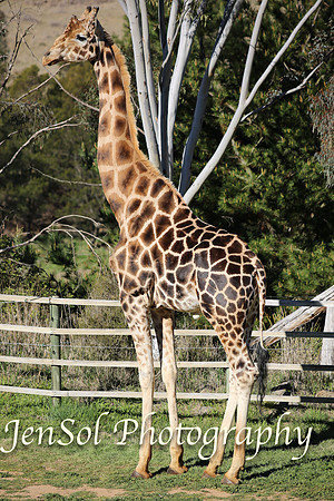 CanberraZooAug17-0187