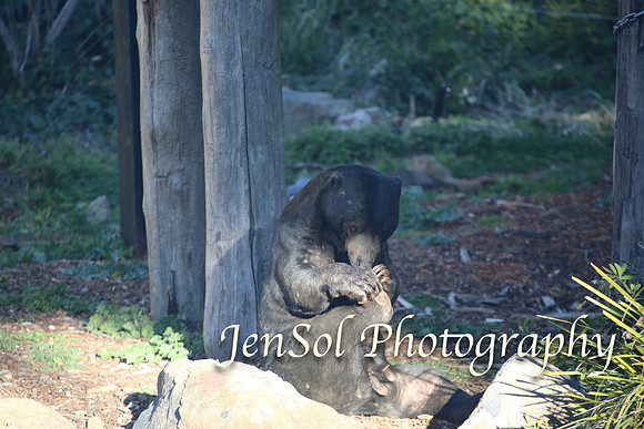 CanberraZooAug17-0356