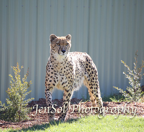 CanberraZooAug17-0119