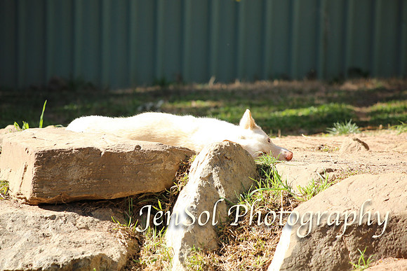 CanberraZooAug17-0089