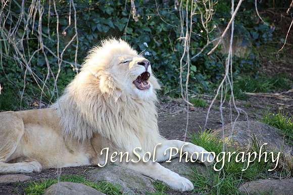 CanberraZooAug17-0279