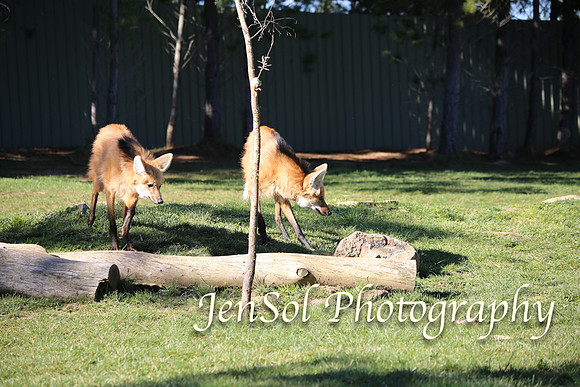 CanberraZooAug17-0153