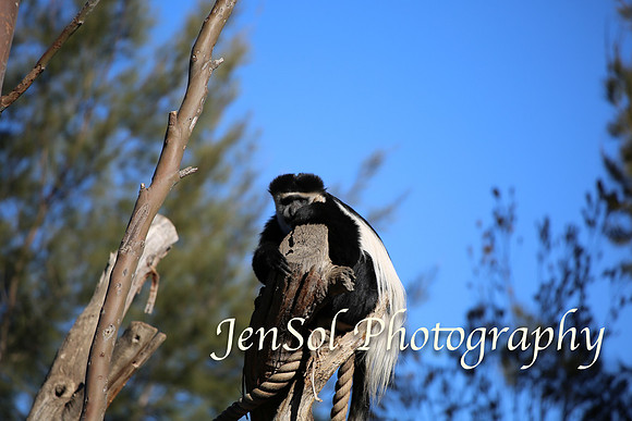 CanberraZooAug17-0203