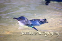 CanberraZooAug17-0029
