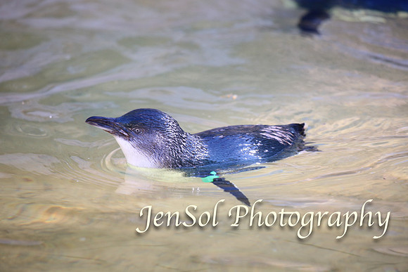CanberraZooAug17-0029