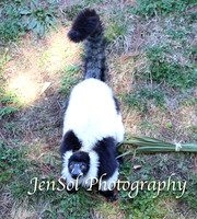 CanberraZooAug17-0077