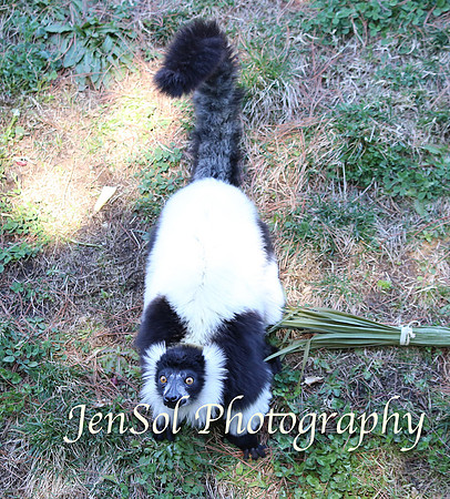 CanberraZooAug17-0077