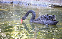 CanberraZooAug17-0036