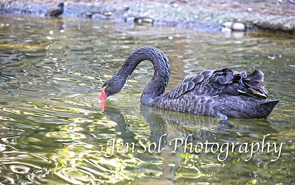 CanberraZooAug17-0036