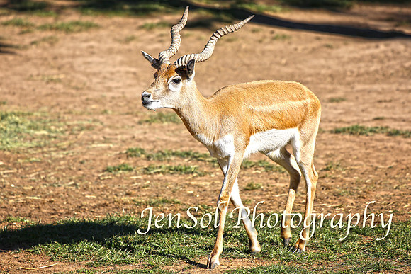 CanberraZooAug17-0171