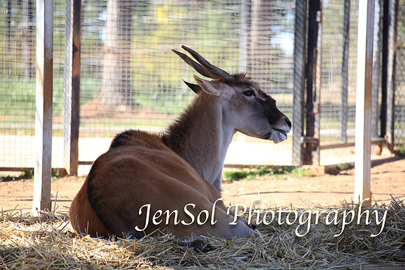 CanberraZooAug17-0092