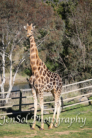 CanberraZooAug17-0192