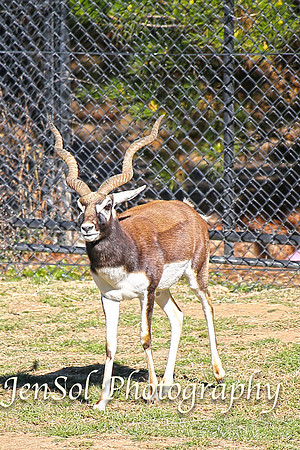 CanberraZooAug17-0165