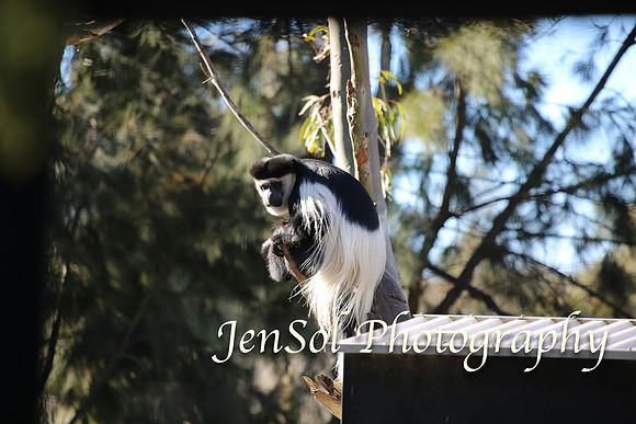 CanberraZooAug17-0196