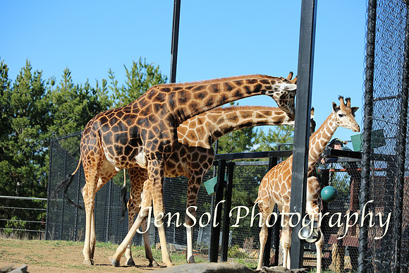 CanberraZooAug17-0135