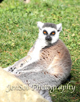 CanberraZooAug17-0079
