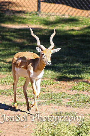 CanberraZooAug17-0161
