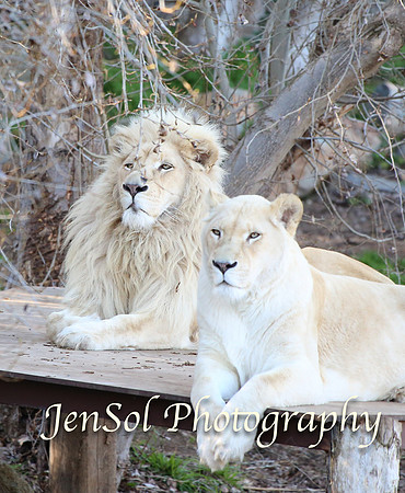 CanberraZooAug17-0221