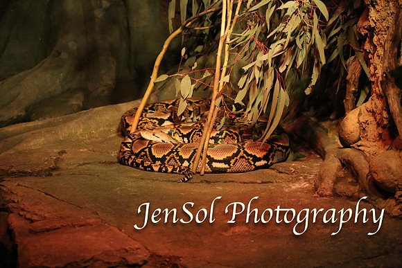 CanberraZooAug17-0235
