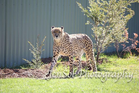 CanberraZooAug17-0110