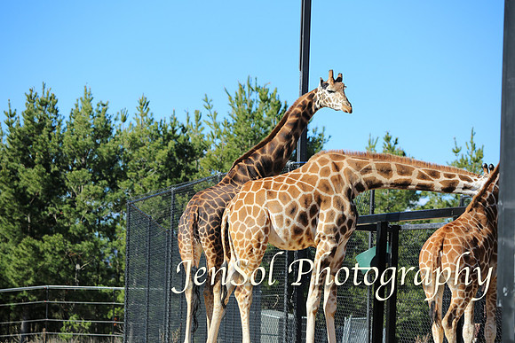 CanberraZooAug17-0140