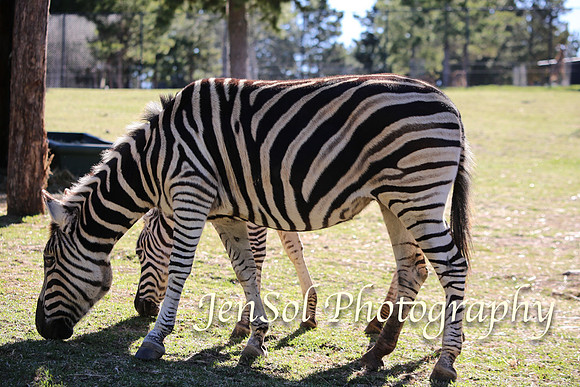 CanberraZooAug17-0181