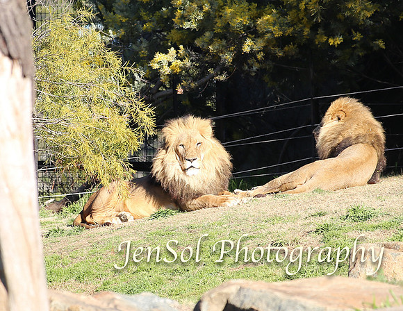 CanberraZooAug17-0287