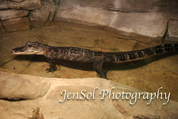 CanberraZooAug17-0238