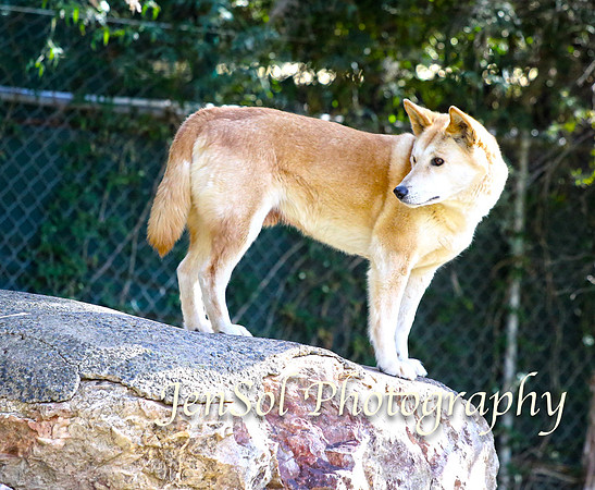 CanberraZooAug17-0042