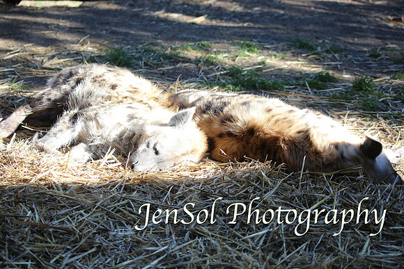 CanberraZooAug17-0234