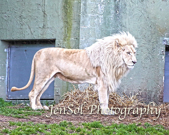 CanberraZooAug17-0319