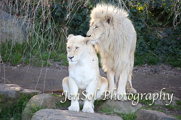 CanberraZooAug17-0303