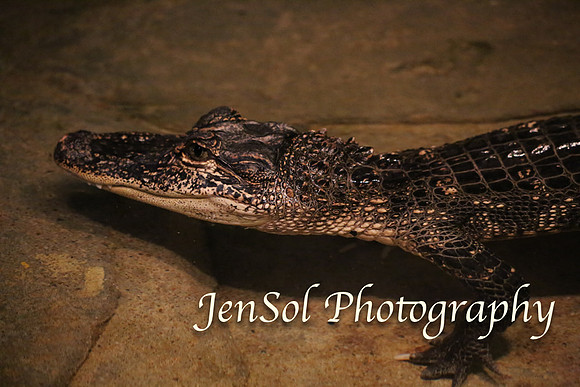 CanberraZooAug17-0242