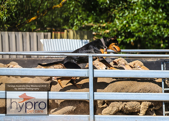 TaralgaRodeo2019_5060